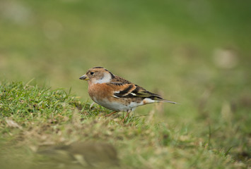 female Brambling on a field