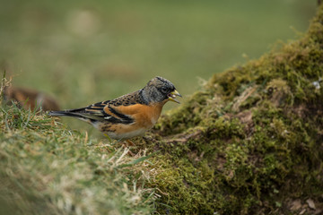 Brambling eating seeds 