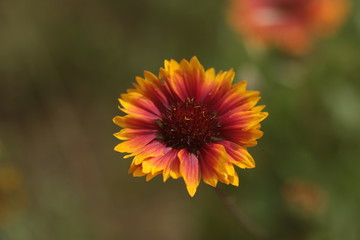 fleurs de jardin