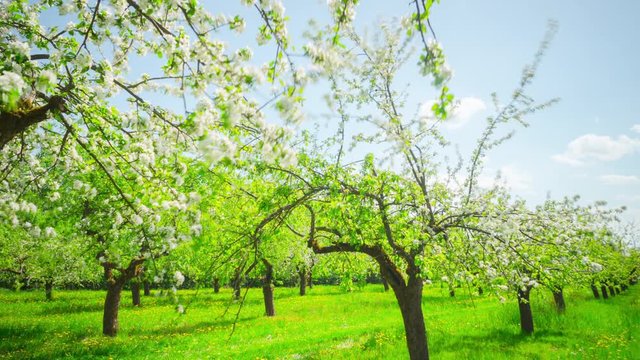 Apple blossoming orchard, panoramic time-lapse