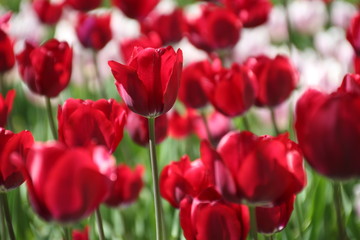 Tulips in many colors in sunlight - 204421637