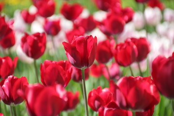 Tulips in many colors in sunlight - 204421647