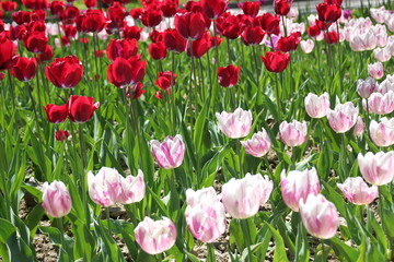 Tulips in many colors in sunlight - 204421665