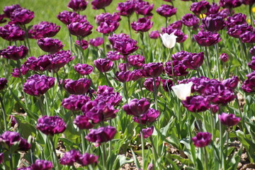 Tulips in many colors in sunlight - 204421684