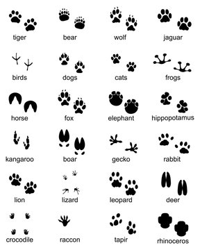 Set of footprints of wild animals, illustration of black silhouette