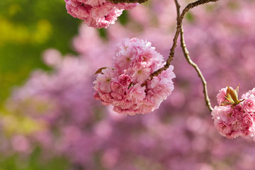 Zierkirschenblüte im Frühling 2018.Ornamental cherry blossom in spring 2018