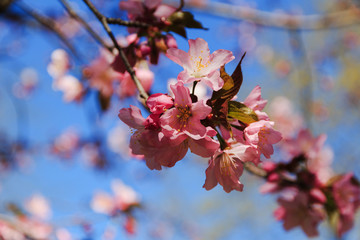 cherry blossom branch