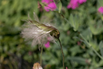 Dryas - Alpine flowers