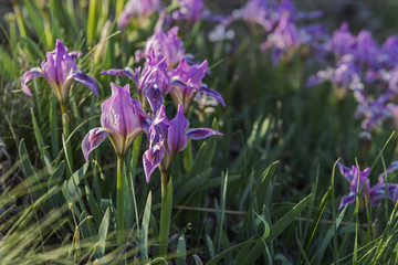 Small blue Iris flowers in the garden. Early springtime