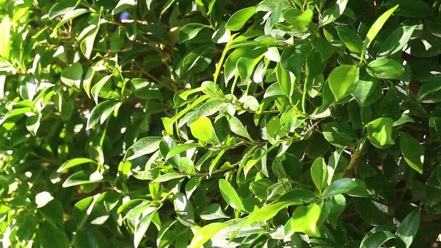 Beautiful nature background of green sunny foliage of fresh summer trees in bright soft sunlight. Ficus Nitida. Real time full hd video footage.