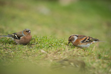 Brambling and a Chaffinch