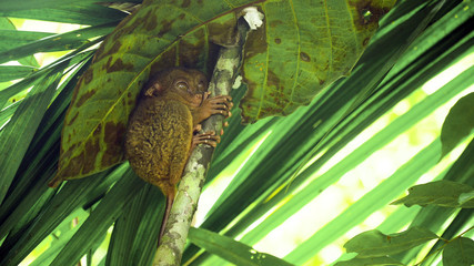 Fototapeta na wymiar Tarsier on the tree. Tarsier sitting on a branch with green leaves, the smallest primate Carlito syrichta. Tarsier in natural living environment. Bohol island, Philippines.