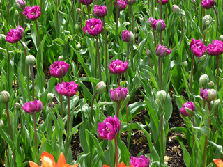 Purple tulips on the flower bed