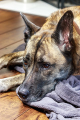 sleepy dog looks while resting on floor