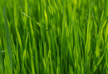 Fototapeta na wymiar Juicy and young green grass. Close-up.