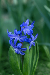Hyacinth flower blue spring flowerbed close up