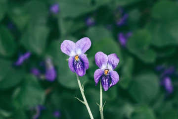 Violet viola flower purple indoor house plant