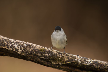 Blackcap on a cloudy day