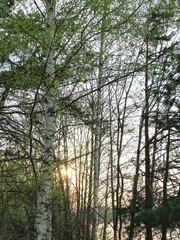 sunset through the birch forest