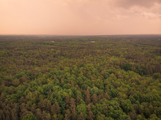 Forest till horizon, aerial toned image