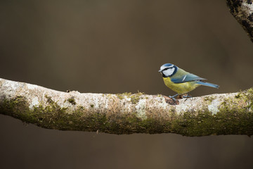 Blue tit on a cloudy day
