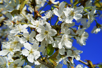 Closeup of sweet cherry tree white flowers blooming in spring garden on blue sky background. 
