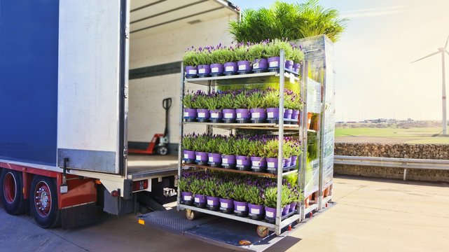 Open delivery truck loaded with pot plants pallets . There is a loading to the truck trailer  .
