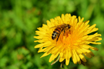 Beautiful blooming yellow dandelion flower with bee collecting pollen on green grass background in garden landscape during spring season with copy space for text on blurred grass.