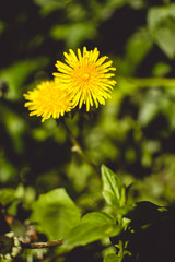 Yellow Dandelion Heads