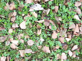 the first spring grass grows through dry leaves