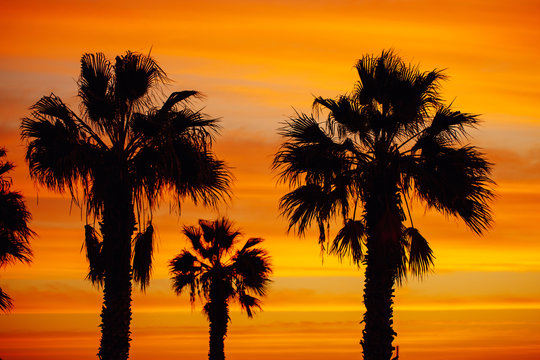 palm trees silhouette against sunrise background
