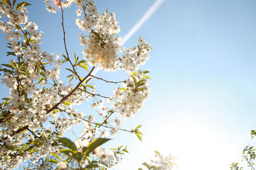 Spring color background. Beautiful nature scene with a blossoming tree and a solar flare against the blue sky. Sunny day. Spring flowers. Beautiful garden. Spring. 