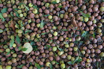 Apple, fallen to the ground organic and natural products from the farm. Near the rotted apples