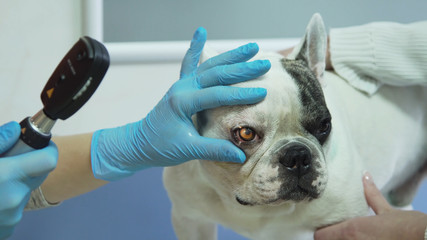 Veterinarian checks the eyes of a dog. Veterinarian ophthalmologist doing medical procedure, examining the eyes of a dog in a veterinary clinic. Healthy dog under medical exam. - obrazy, fototapety, plakaty