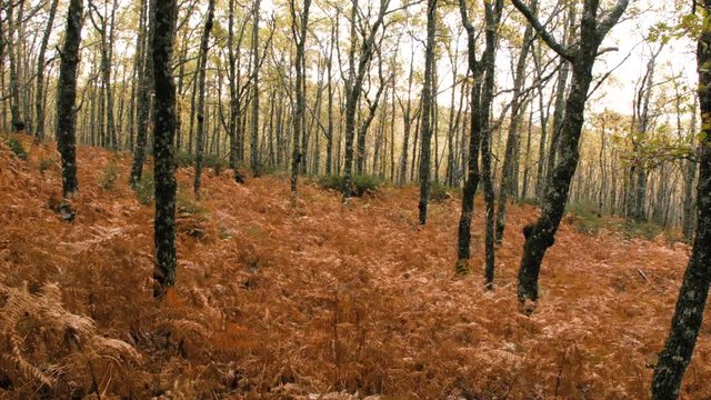 forest with autumn colors