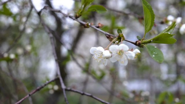 The cherry blossoms under the snow. Blurred background, falling shallow snow. Close-up, day, spring, flowering fruit trees, frost, snow, outdoors