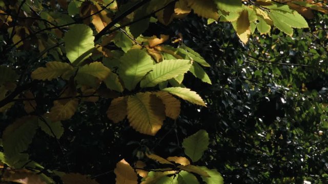 forest with autumn colors
