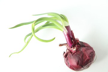 purple onion, blooming, São Paulo, Brazil