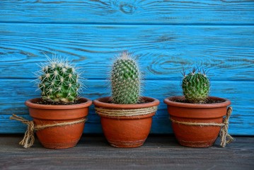 three small cacti in brown pots near the blue wall