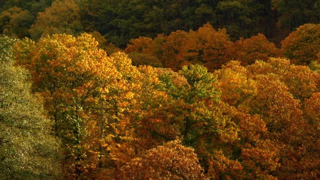 forest with autumn colors