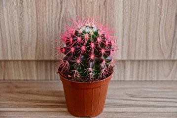 small green cactus in a pot near a brown wall