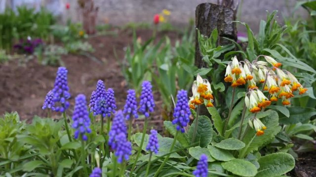 Flowers Muscari and primrose closeup. Front view. Stabilization. Against the wall of the house, snow day, spring, frost, outdoors in city Park flower bed