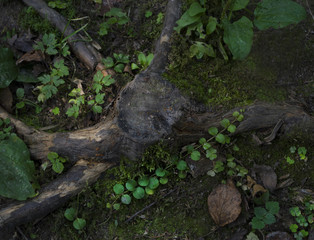 stump of tree and plant