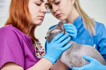 Vet doctor and nurse examining sphynx cat in clinic