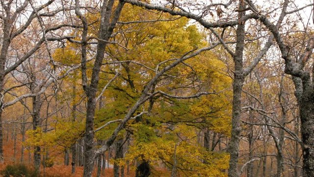 forest with autumn colors