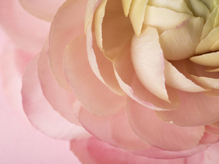 Fototapeta na wymiar Close up floral ranunculus