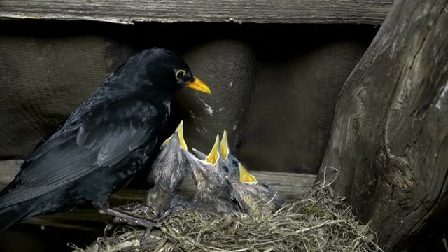 Amseleltern, Turdus merula, Schwarzdrossel f&uuml;ttern Jungv&ouml;gel am Nest, 4K