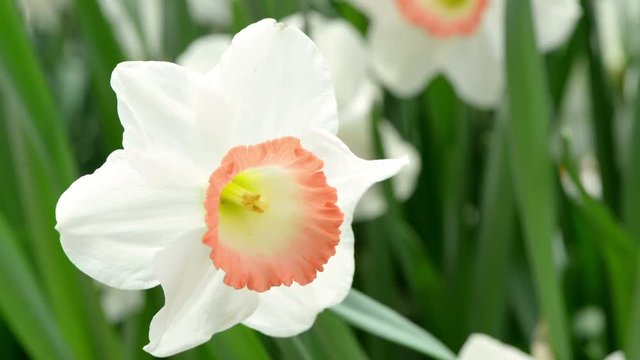 Close up of white daffodils (narcissus) or suisen outdoors in the garden