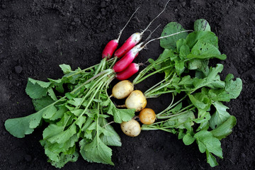 red and yellow radish.