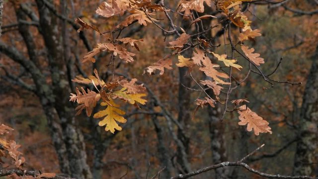 forest with autumn colors